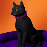 Hex Cat (HQ Pet)