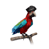 Pet Parrot in Pirate Hat