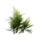Sprig Bush