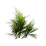 Sprig Bush
