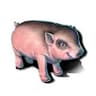 Mini Piglet